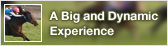 A Big and Dynamic Experience
