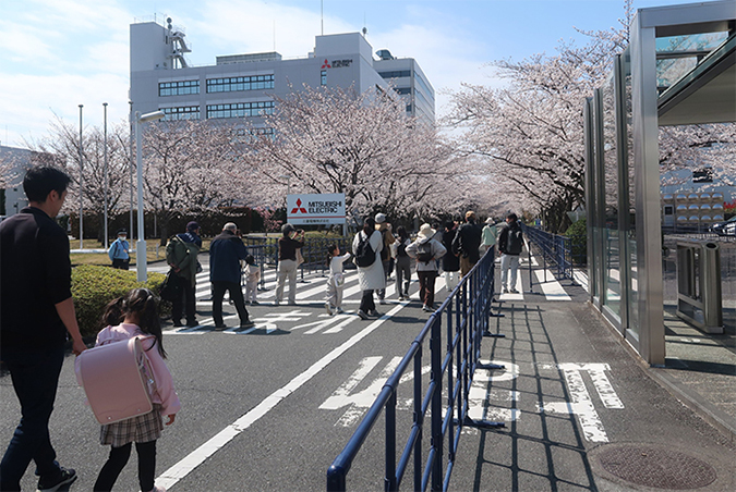 photo: Row of cherry blossom trees in the Eastern Research Center area