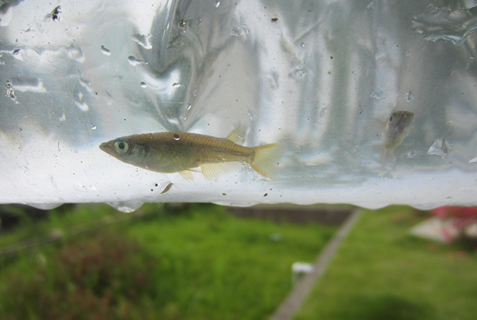 photo: Kamakura killifish, a native species
