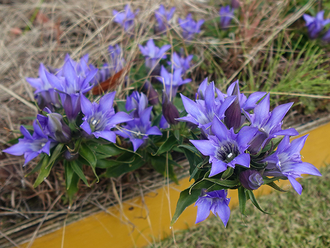 photo: Japanese gentian, the official flower of Kamakura City