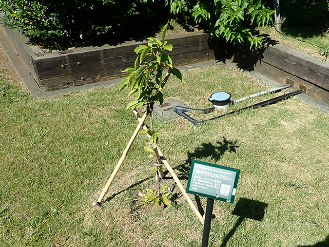 photo: Mikurumagaeshi, Japanese cherry blossom tree originating in Kamakura