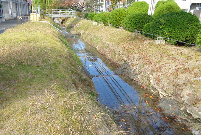 photo: Short stalk grassy area The grass is kept short to accommodate fauna that prefer bright grassy areas