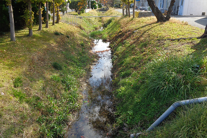 photo: Medium stalk grassy area Excessive mowing is avoided to protect the fauna that live in ordinary grassy areas
