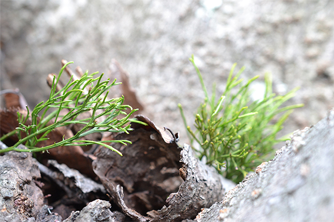 photo: A whisk fern spotted at the facility