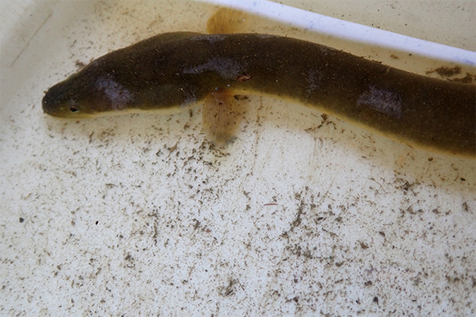 photo: Japanese eel spotted at the facility
