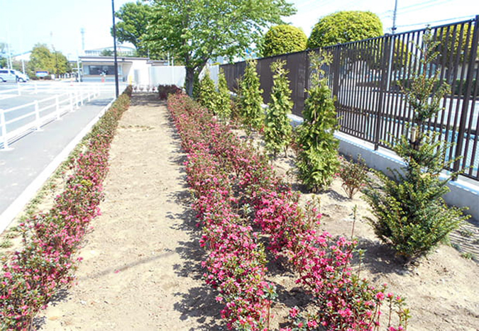 photo: The fence and surrounding vegetation (after)