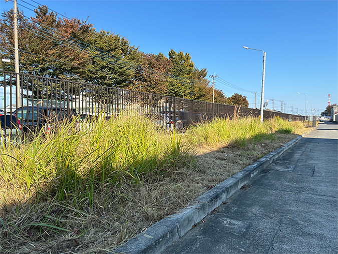 photo: Area where cogongrass and Japanese silver grass have been planted