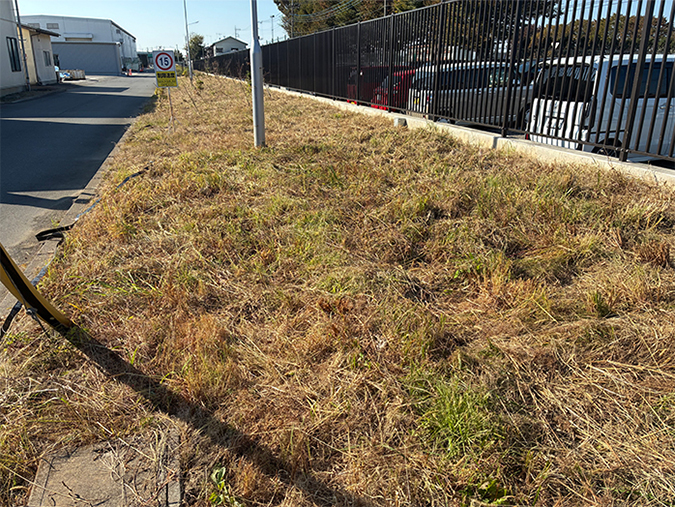 photo: Area where buried seeds from outside the facility were introduced