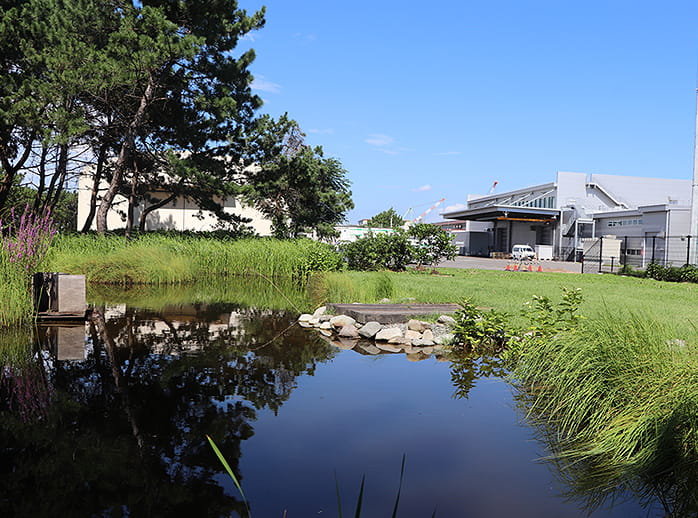 photo: Development of biotope