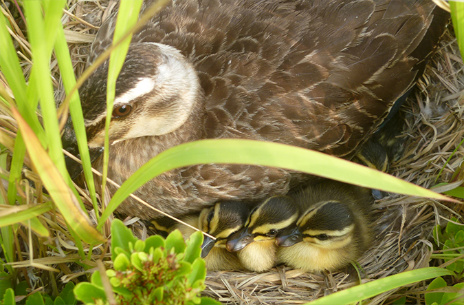 photo: Every year, several pairs of eastern spot-billed ducks nest and lay eggs in the rooftop green space, and after the chicks grow, they are believed to move to the surrounding rice fields.