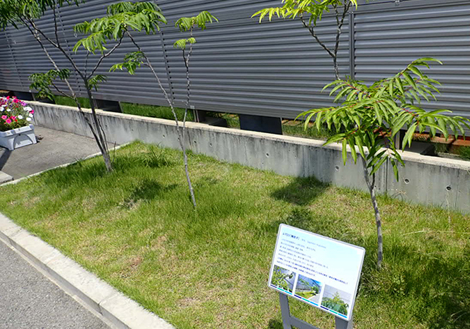 photo: Chinese soapberry, which was confirmed to have bloomed