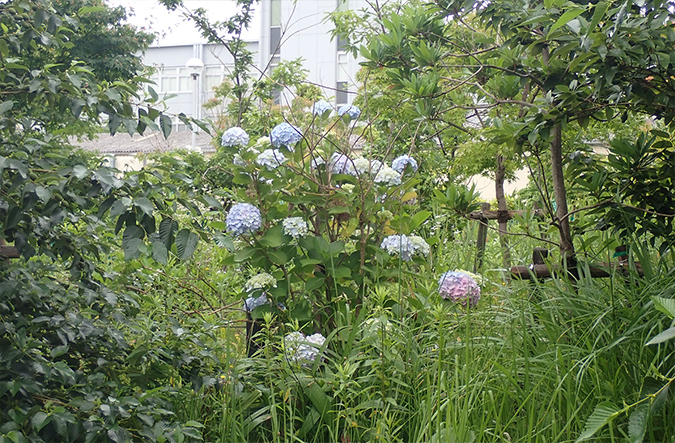 photo: Locally native species thrive, including hydrangeas common in the area.