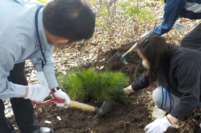 photo: Transplanting whisk fern grown in pots to their original location
