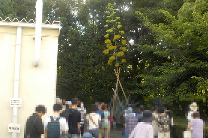 American aloe bloom viewing event