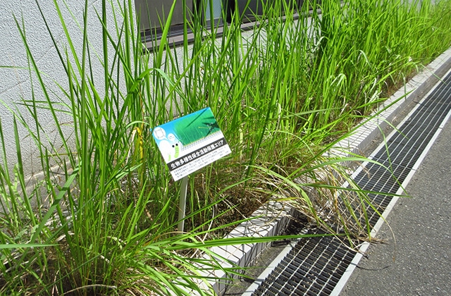 photo: Cogongrass Protected Area 2. Signage also installed here.