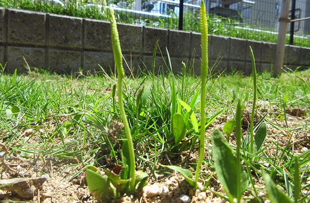 photo: Ophioglossum thermale is being cultivated in lawns and flowerbeds.