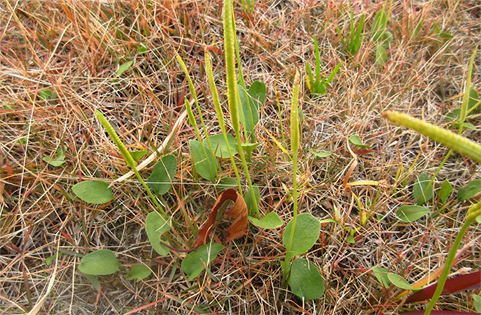 photo: Plant believed to be a different species of Ophioglossum thermale. This plant resembles Ophioglossum thermale, but its leaves are shaped differently.