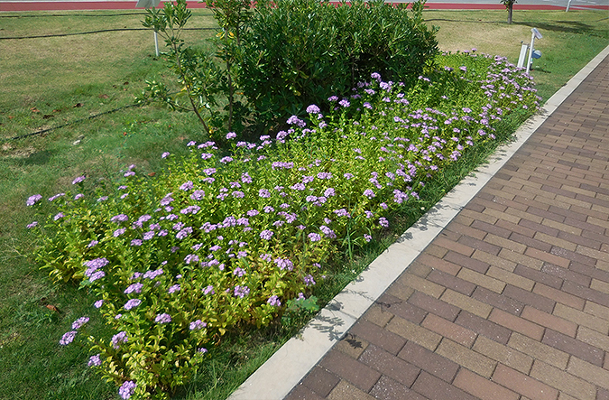 photo: Blooming seashore pinks