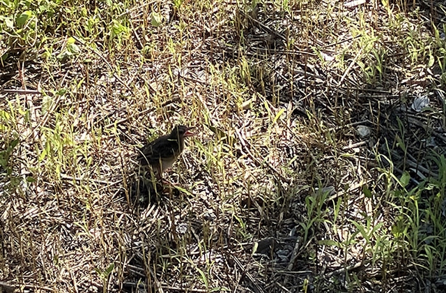 photo: A fledgling brown-eared bulbul raised in the Kyoto area