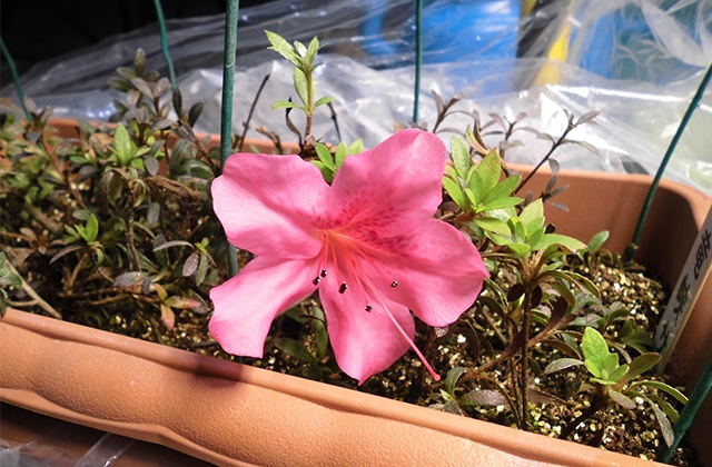 photo: The Satsuki azaleas bloomed for the first time in March 2023.