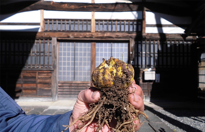 photo: Golden-rayed lily bulbs received from a nearby temple that cultivates them