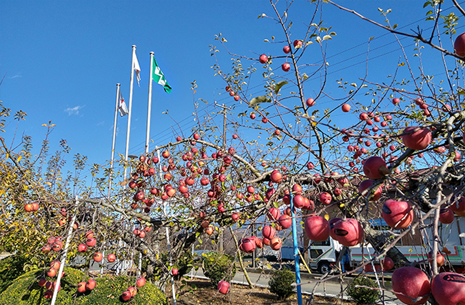 photo: The apple trees serve as a boundary between the inside and outside of the factory.