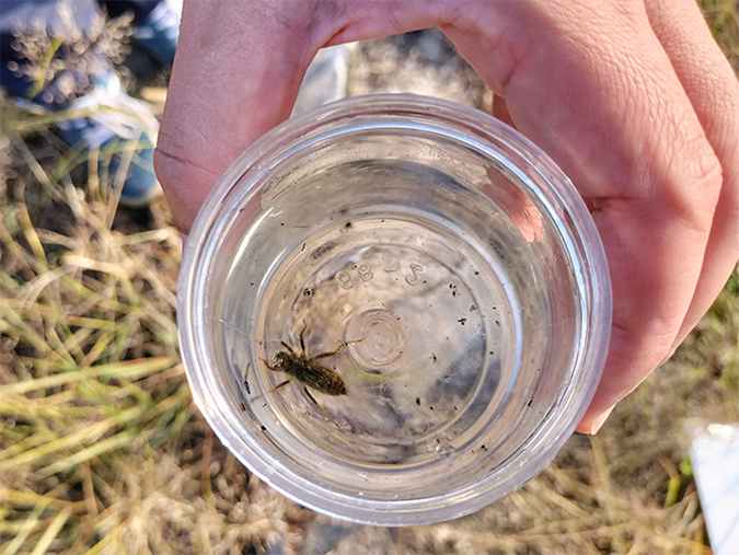 photo: Dragonfly nymphs spotted in the biotope