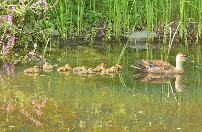 photo: An eastern spot-billed duck using the biotope with its ducklings