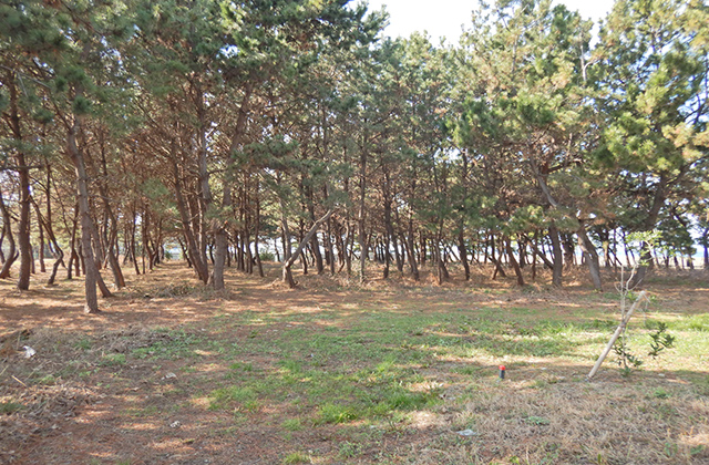 photo: Black pine forest surrounding the biotope