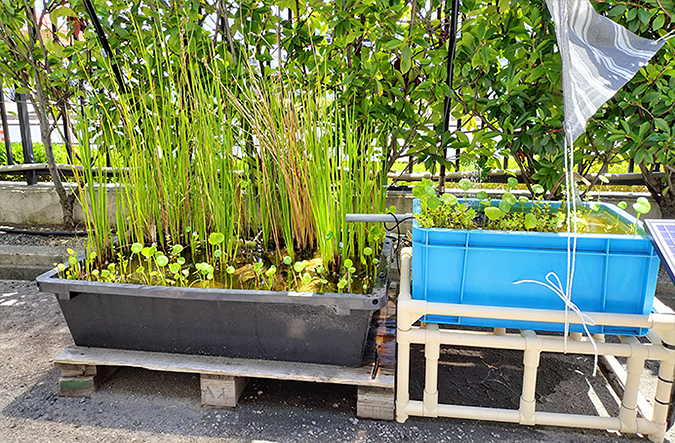 photo: A biotope created using plastic containers, featuring native aquatic plants and Japanese rice fish. Dragonflies and other flying insects have been observed visiting.