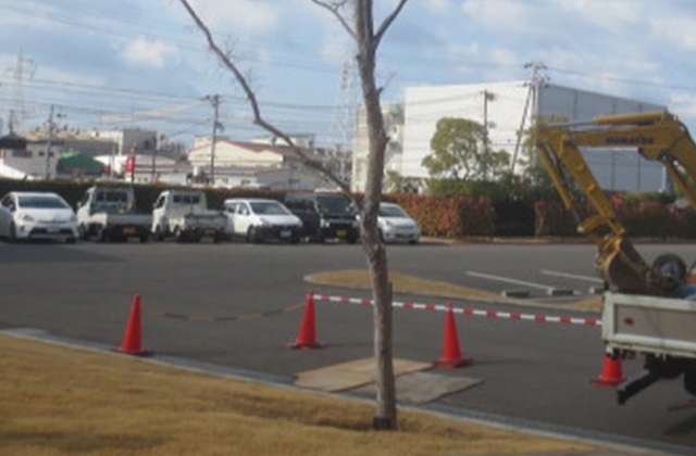 photo: A weakened Chinese elm (February 2024)