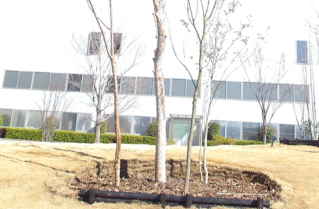 photo: We dug planting holes, planted in groups, and added mulch (February 2024).