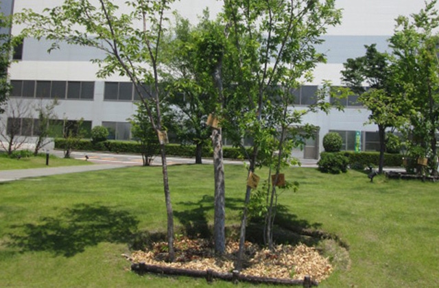 photo: Trees have returned to health and have thicker trunks (June 2024).