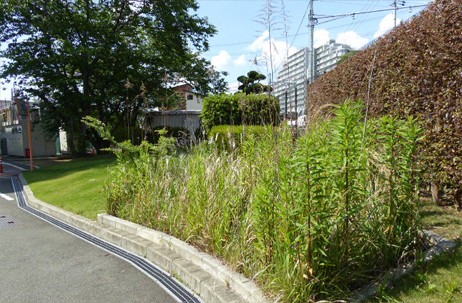 photo: Nature observation area (before repurposing)