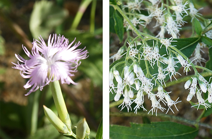 photo: Fringed pink (left) and boneset (right). The gentian bloomed in its first year.