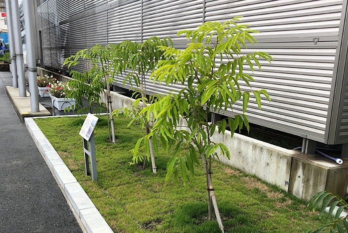 photo: Transplanted ritha tree