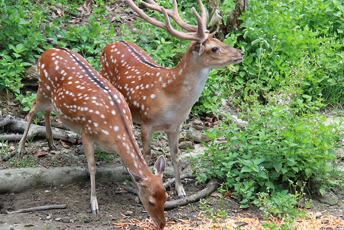 photo: a female and a male Formosan Sika deer