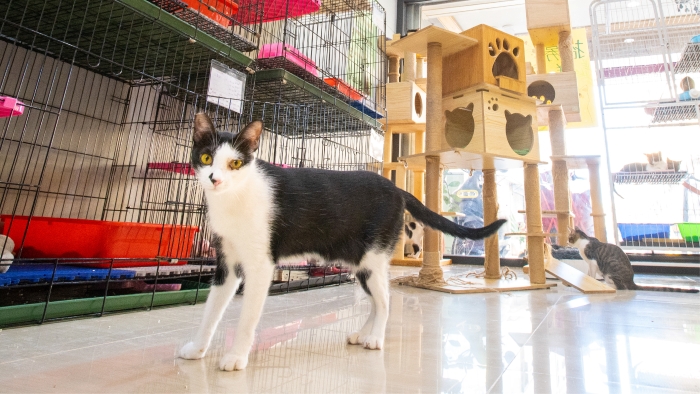 Improving Indoor Environments in Urban Cat Shelters