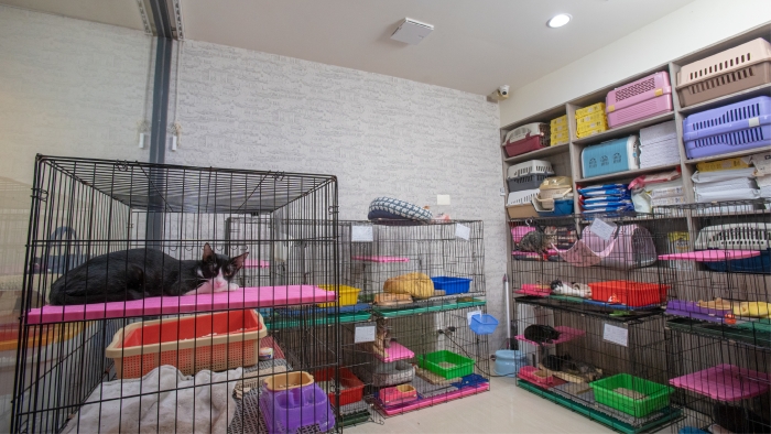 About Xinwu Cat Shelter