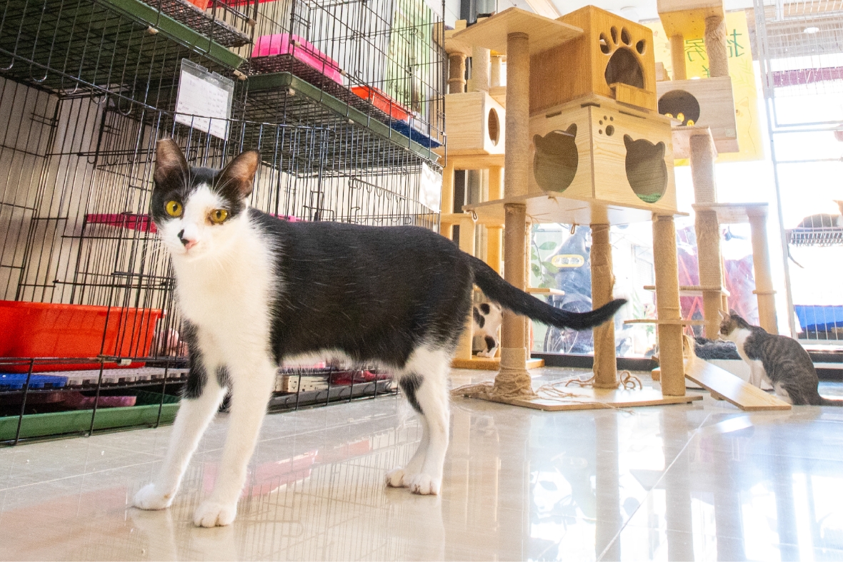 A Better Home for Rescued Cats - Mitsubishi Electric Taiwan’s Support for a Cat Shelter